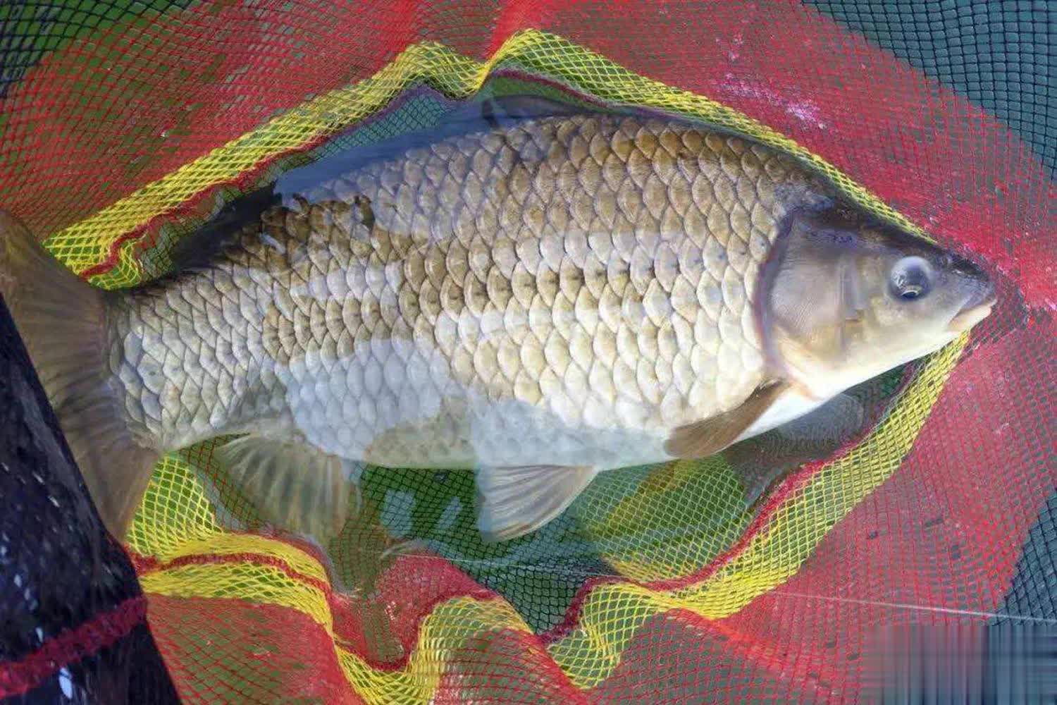 让大板鲫一, 条接一条上, 垂钓要领